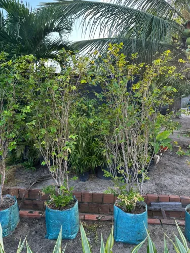 Jabuticabeira Híbrida