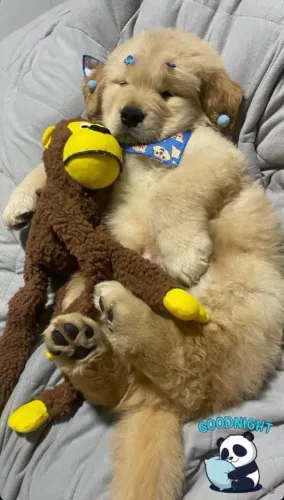 Filhote de Golden Retriever
