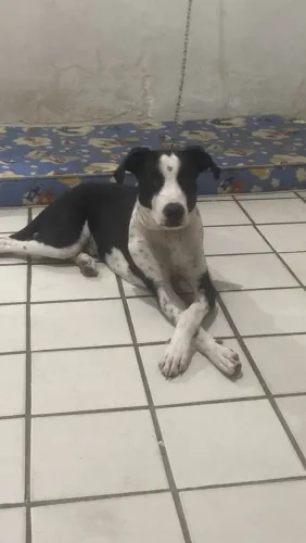 Doação de cachorro