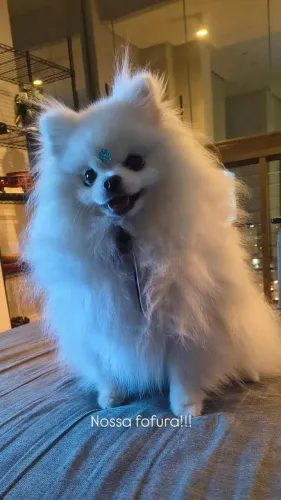Spitz alemão