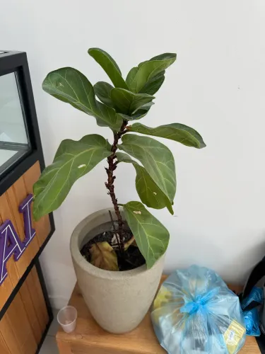 Planta Ficus Lyrata com Vaso de PVC