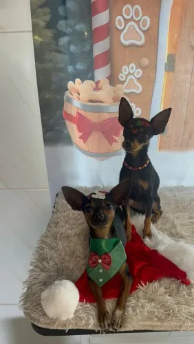 VENDO CASAL DE PINCHER SUPER DOCIL?