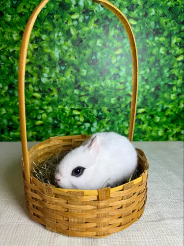 Mini coelho 