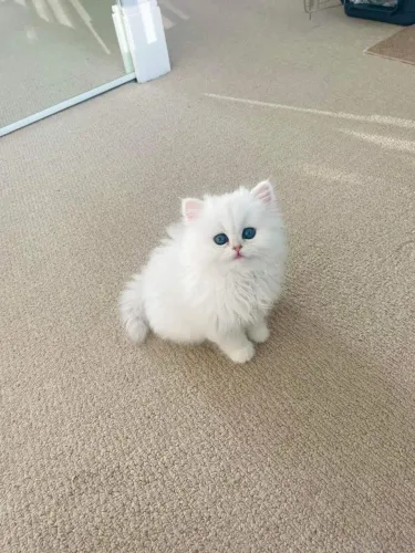Angora Turco Perfeitos