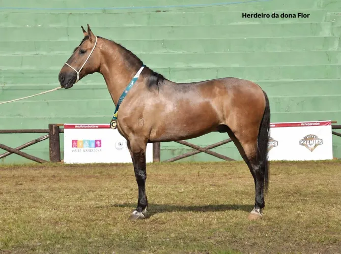 Cobertura cavalo ( campolina )