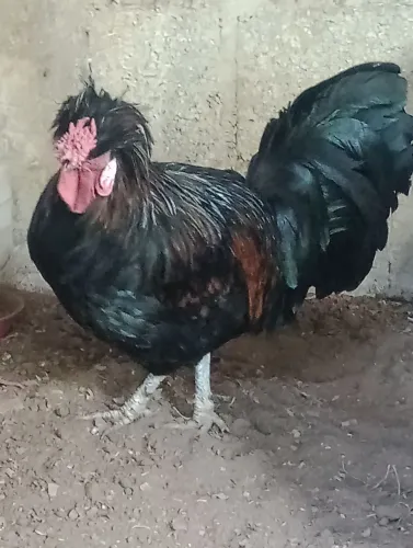 Galo