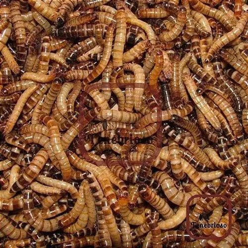 Tenébrios gigantes