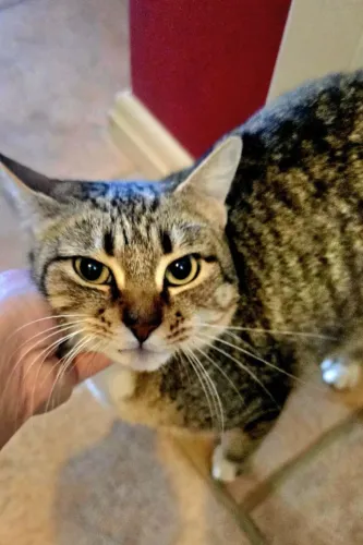 Gata tigrada brasina 2 anos