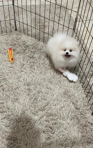 Spitz Alemão macho branco em promoção. 