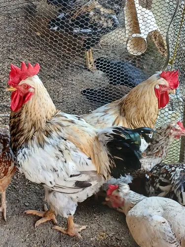 Pintinhos de GSB galinha sertaneja balão