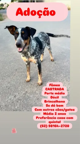 Doação de cadela - porte médio