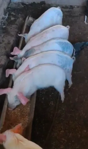 Vendo leitão