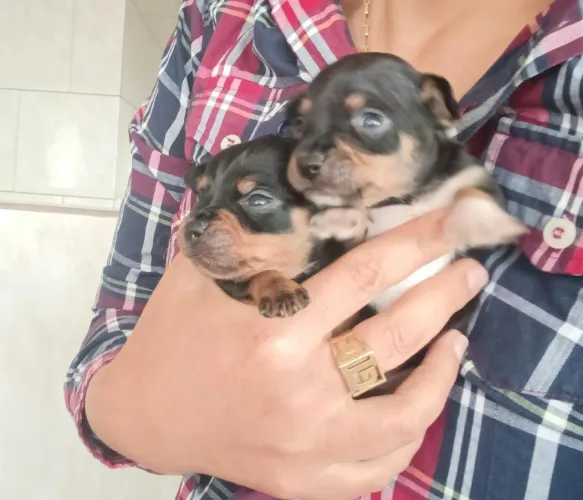 Pinscher casal para reserva