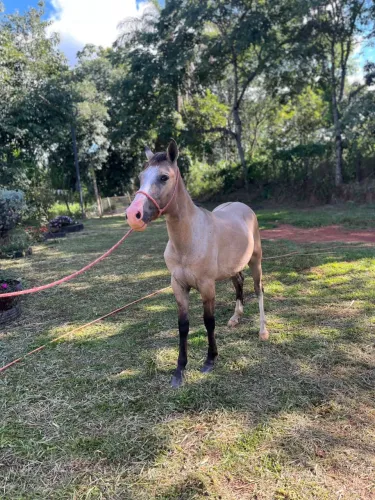 Potro pra venda 
