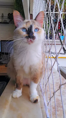 Gatinha peluda de olhos azuis
