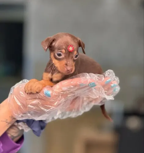 Filhote ? de pinscher fêmea: