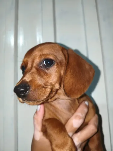 Basset - Filhotes Criados com Muito Carinho e Atenção