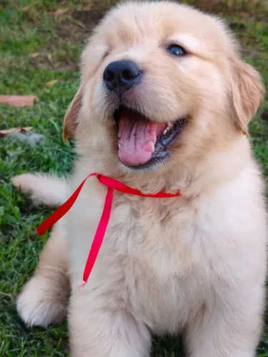 Filhotes Golden Retriever 