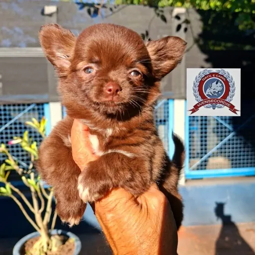 Lindas filhotes Chihuahua pêlo curto