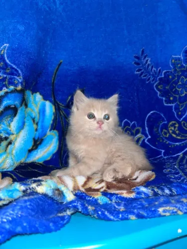 Gato mestiço persa