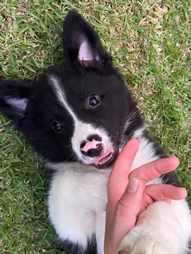 Filhotes de border collie a partir de 1.500,00