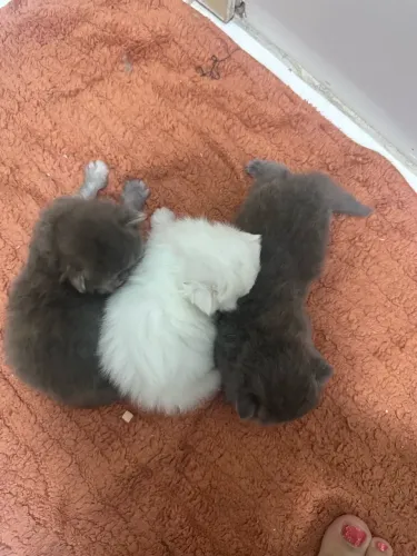 Gato persa 