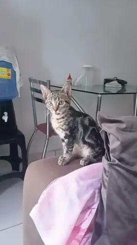 gatinha para adoção *