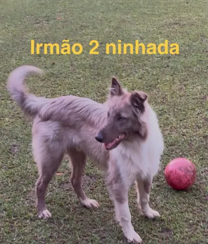 Ovelheiro Gaúcho