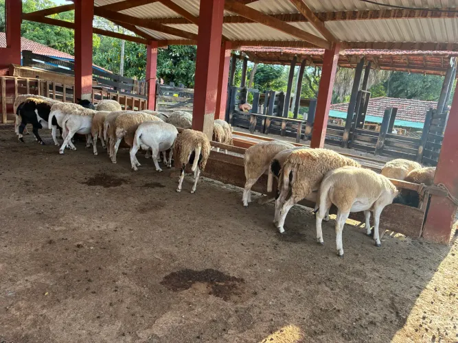 Ovelhas e borregas Dorper