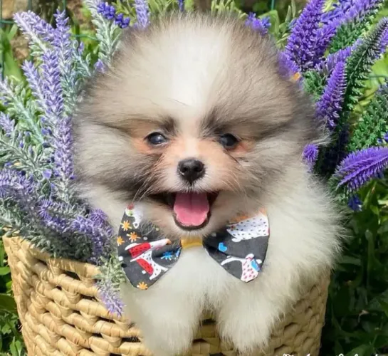 Filhote de Lulu da pomerania 