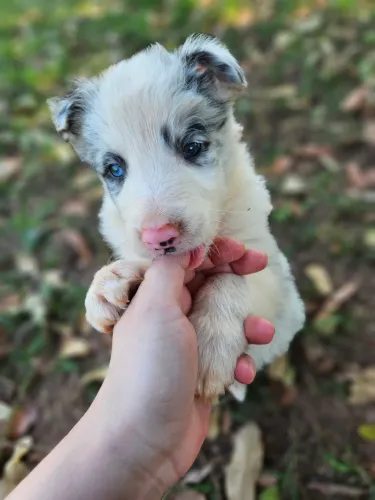 Filhote de border collie