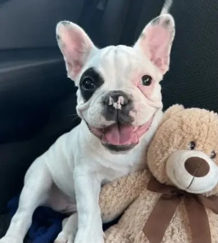 FILHOTE BULDOGUE FRANCÊS