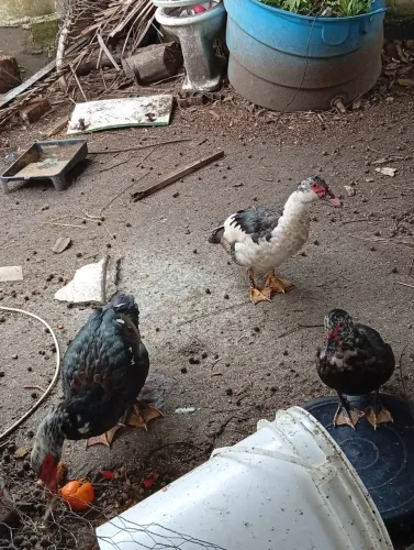 Patos machos