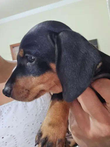 Belissimos Dachshund, basset,salsicha.