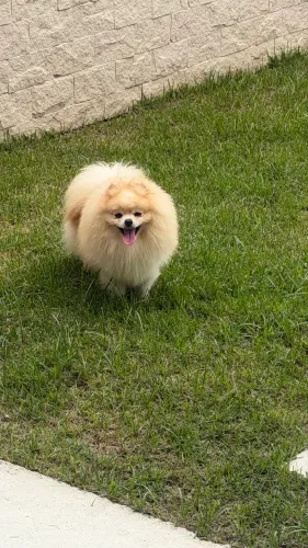 Macho Spitz anão