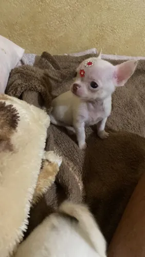 Chihuahua