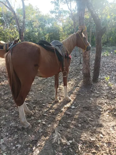 Potro 2 anos domado