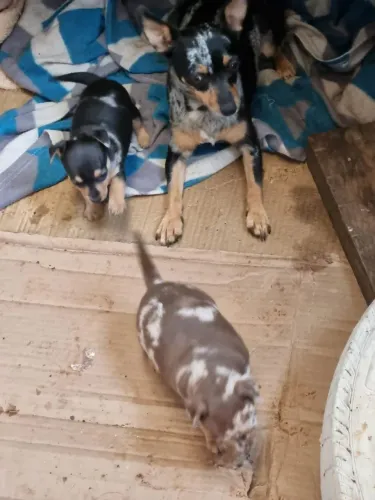 Pinscher fêmea pronta entrega