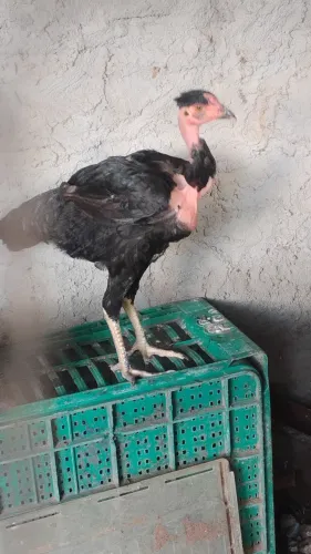 Galinha