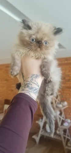 Gato Persa filhote carinhoso, esperando por você