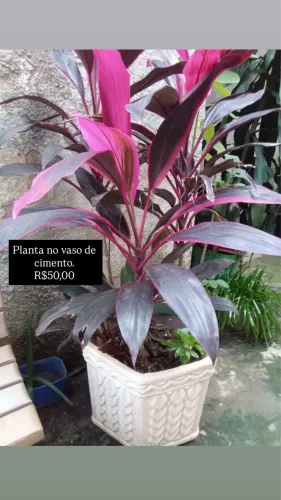 ? Vasos de plantas lindos para decorar sua casa 