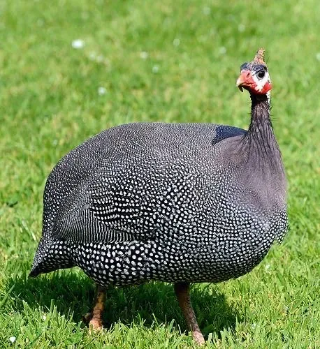 Galinha de Angola