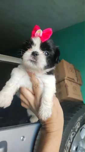 Filhote Shih Tzu 