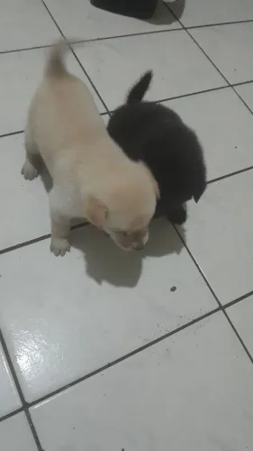 Vendo casal de show