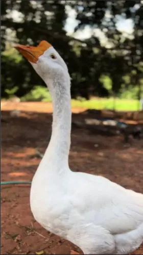 Ganso Chinês Branco