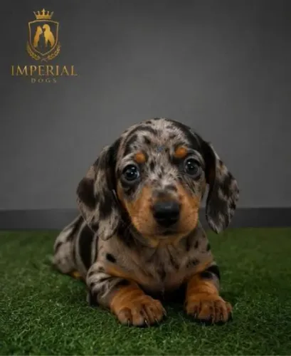 Dachshund