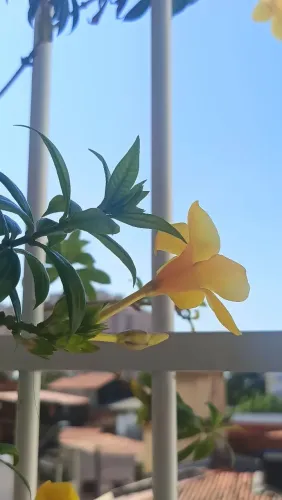 Residência Feminina Flor de Lírio