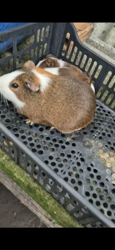 Porquinho da Índia