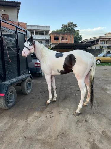 Potro Paint Horse