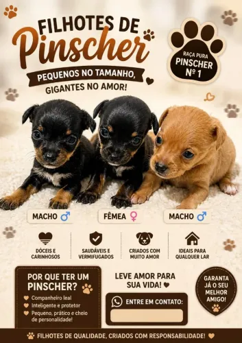 Cachorros
